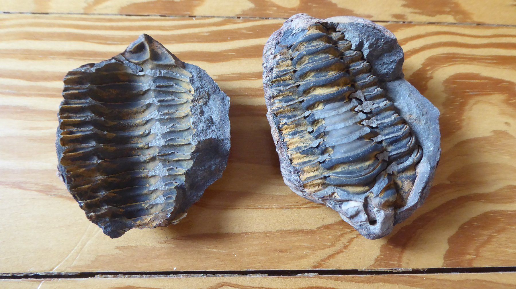 Fossili: Trilobit – Nuovo (secondo la descrizione) da Zullwil venduto da Dingo402