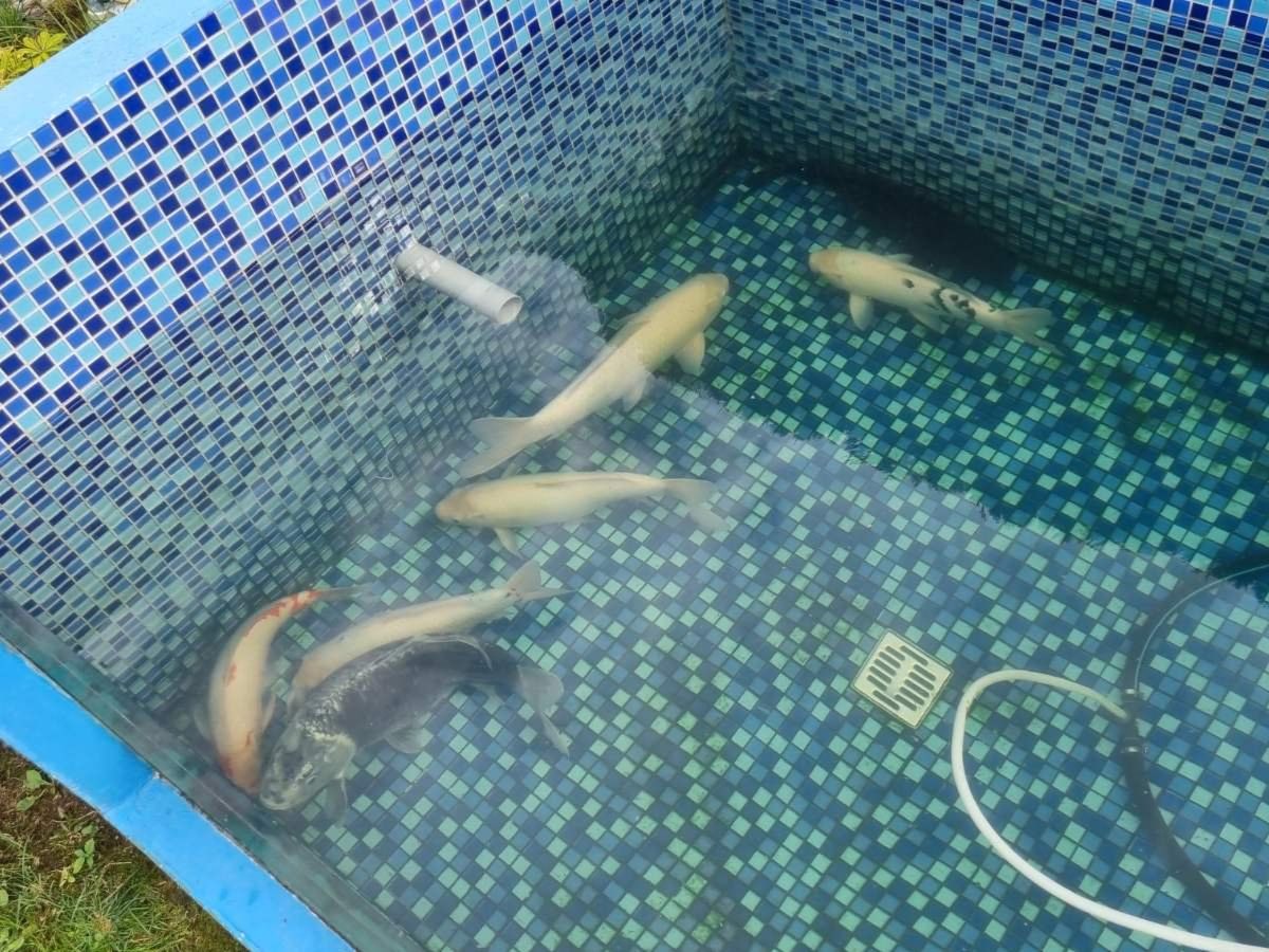 Bücher: Koi Fische zu verschenken – Gebraucht aus Luzern von kim_q2k2 5