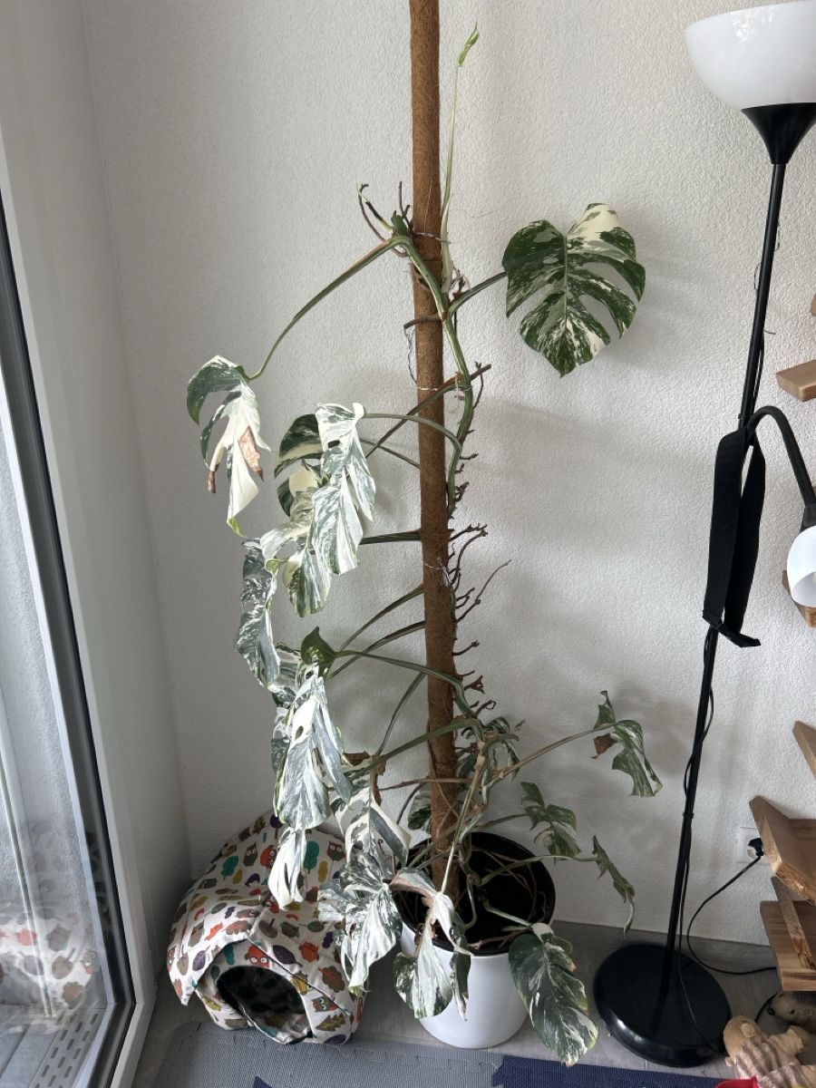 Plantes & graines: Monstera Deliciosa Variegata – D'occasion à Hausen AG par obi92 5