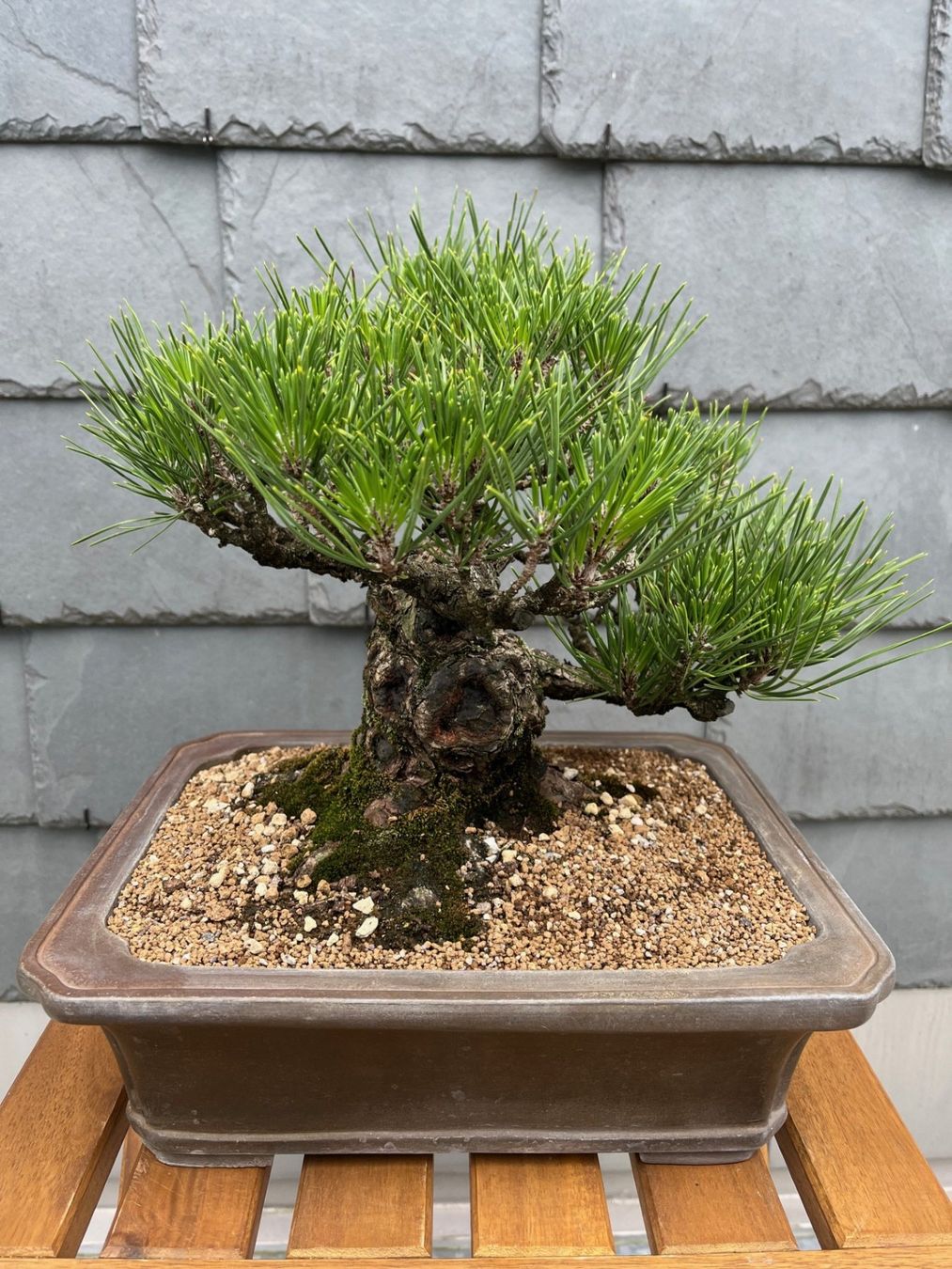 elefantenfuß in der natur Beaucarnea Nolina recurvata