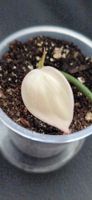 🤩Philodendron Micans Pink Variegata Bewurzelte Babypflanze 