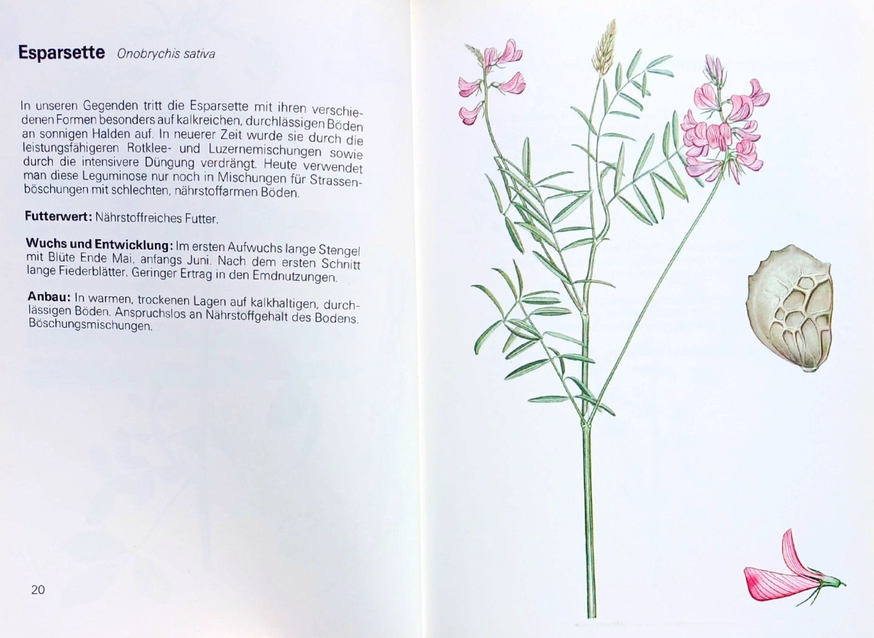 Libri: Buch - Die wichtigsten Futterpflanzen – Usato da Niederuzwil venduto da lubimaja 4