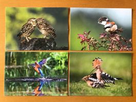 4x Grusskarten Vögel BirdLife Schweiz