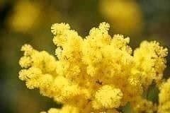 MIMOSA D'HIVER BOULES D'OR ! 20-30cm