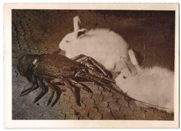 Fotografie Groteske Tierfreundschaft, An
