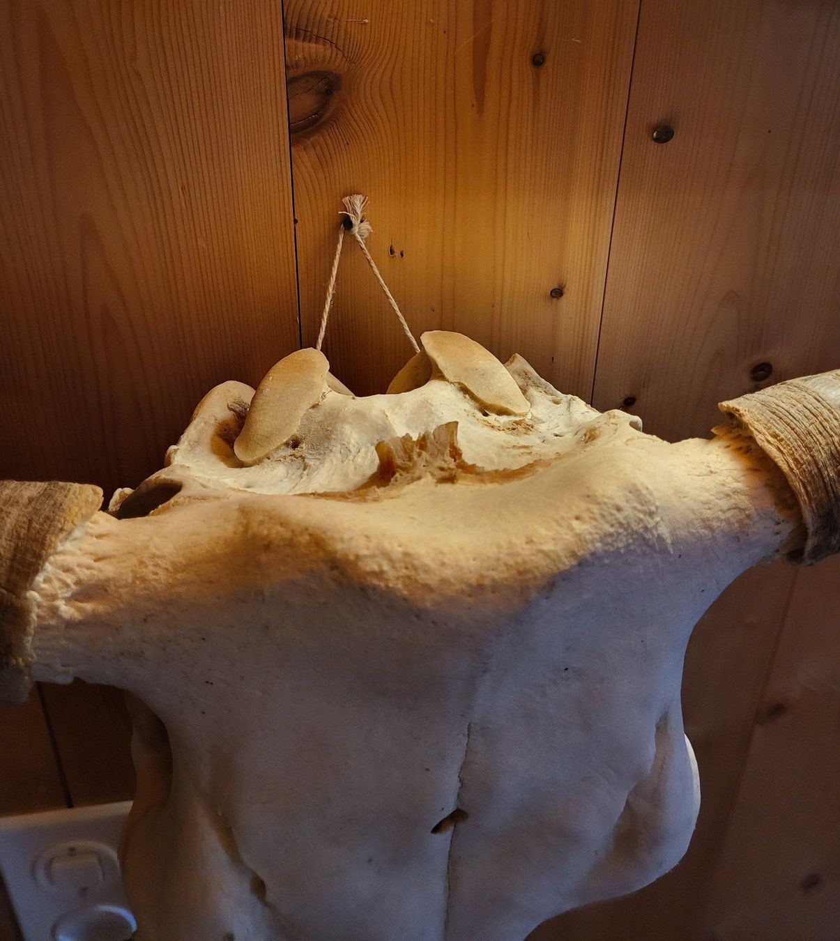 Lampade: Lampe Alte Kuhschädel – Usato da Wald ZH venduto da SwissPawnshop 4
