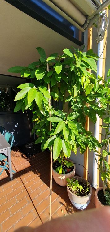 Avocadobaum ca. 2.2 m hoch für Wintergarten Kaufen auf Ricardo