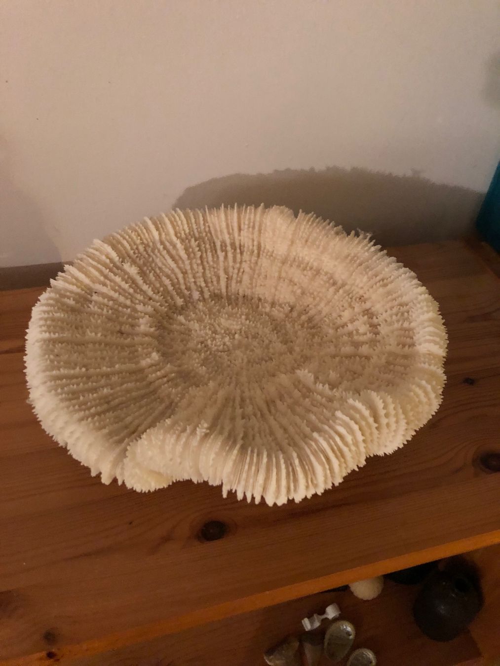 Tutte le decorazioni: Véritable corail blanc en forme de cendrier – Usato da Brügg BE venduto da Fred777 2