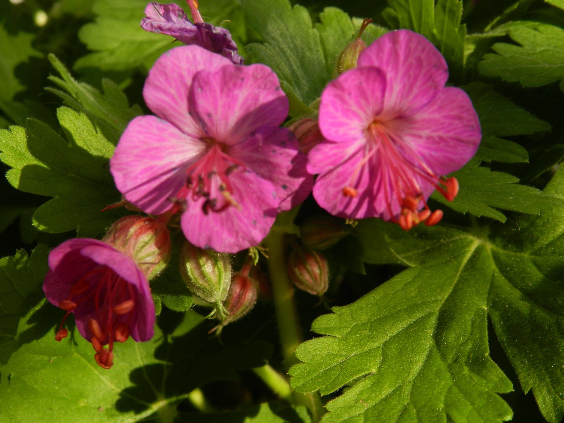 Piante & sementi: Storchschnabel rosa blühend – Usato da Aeugst am Albis venduto da ro97se
