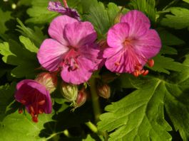 Storchschnabel rosa blühend