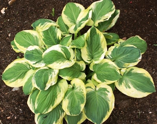 Piante & sementi: Hosta 'Carnival' 2 PLANTS – Nuovo (secondo la descrizione) da Bremblens venduto da FIBONACCI369 4