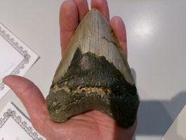 StarRecordsGmbH: Megalodon-Zahn / 12,0 cm / mit Zertifikat
