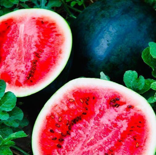 Pflanzen & Samen: 10 stk SAMEN Wassermelone SUGAR BABY – Neu und originalverpackt aus Rovio von POSITIFFARTandPLANTS 2