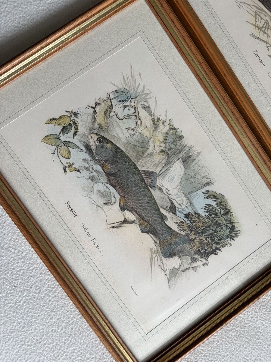 Tableaux: 2 Antique Fish Prints Illustration from Hofer&Burger – D'occasion à Zürich par dor_9l9g 8