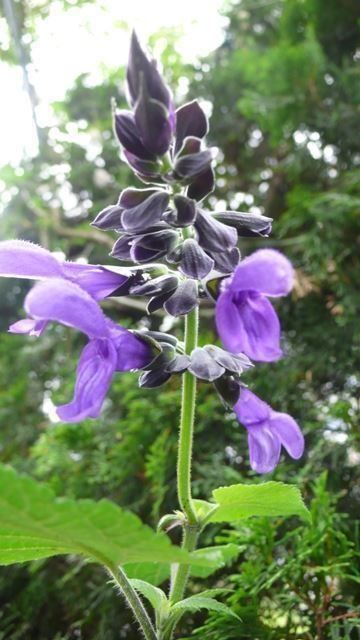 Piante & sementi: Salvia guaranitica - eine Pflanze! – Nuovo (secondo la descrizione) da Steffisburg venduto da Petroselium 1