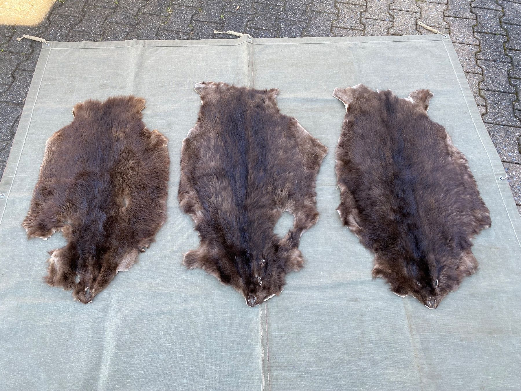 Il mondo degli animali: 3 schöne gegerbte Biberfelle – Usato da Feldbach venduto da Olive1 2