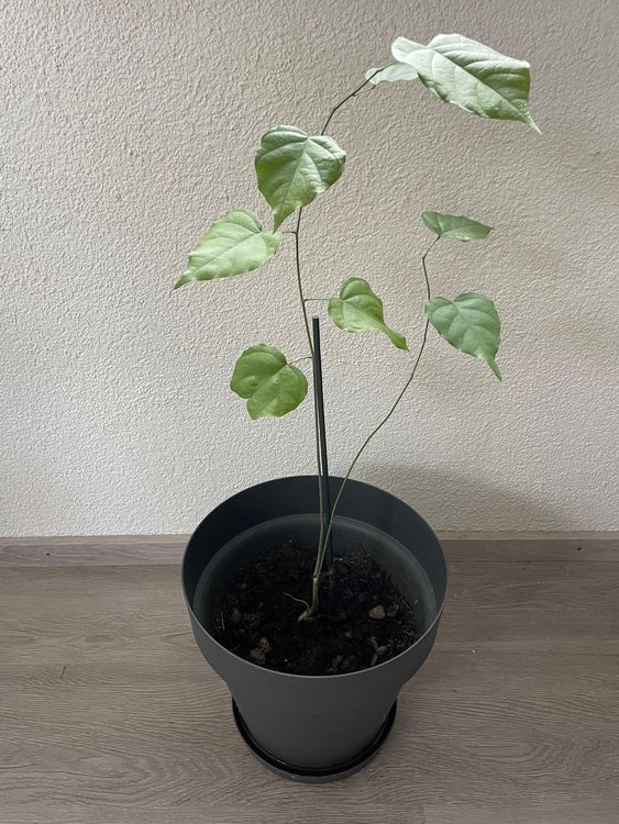 Pongamia pinnata Kaufen auf Ricardo