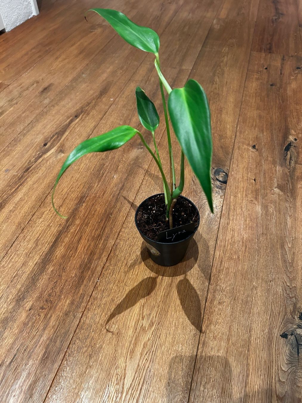Piante & sementi: Monstera burle marx flame💚 – Usato da Wattwil venduto da Mikesplantshop 1
