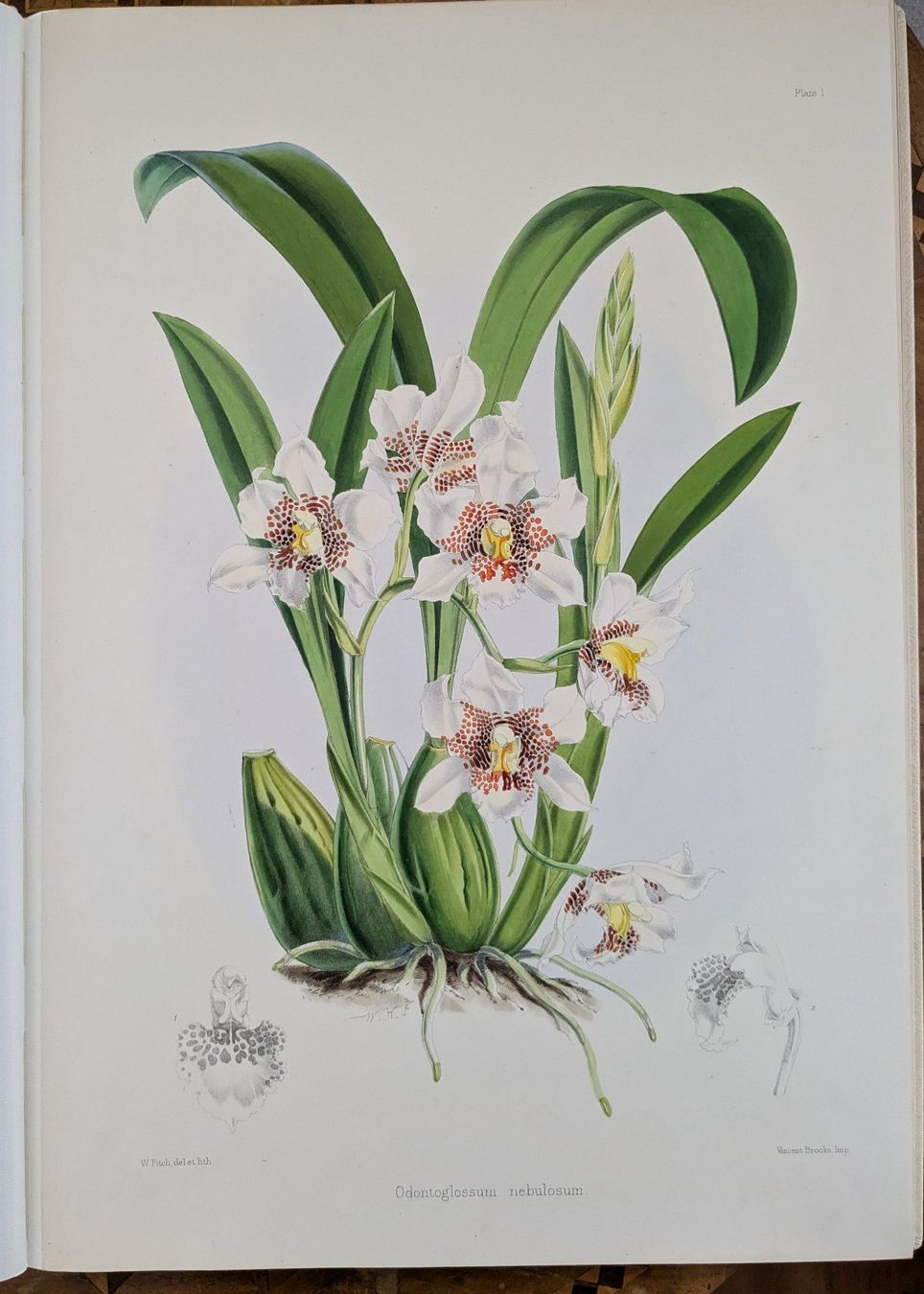 Libri: James Bateman - Monographie Odontoglossum – Usato da Bülach venduto da mueller8180 6