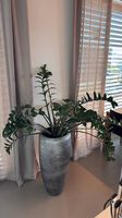 Glücksfeder / Zamioculcas gross & pflegeleicht (ohne Topf)