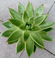 Sukkulente XL " ECHEVERIA AGAVOIDES " D: 15 cm 🌵 Plante suc