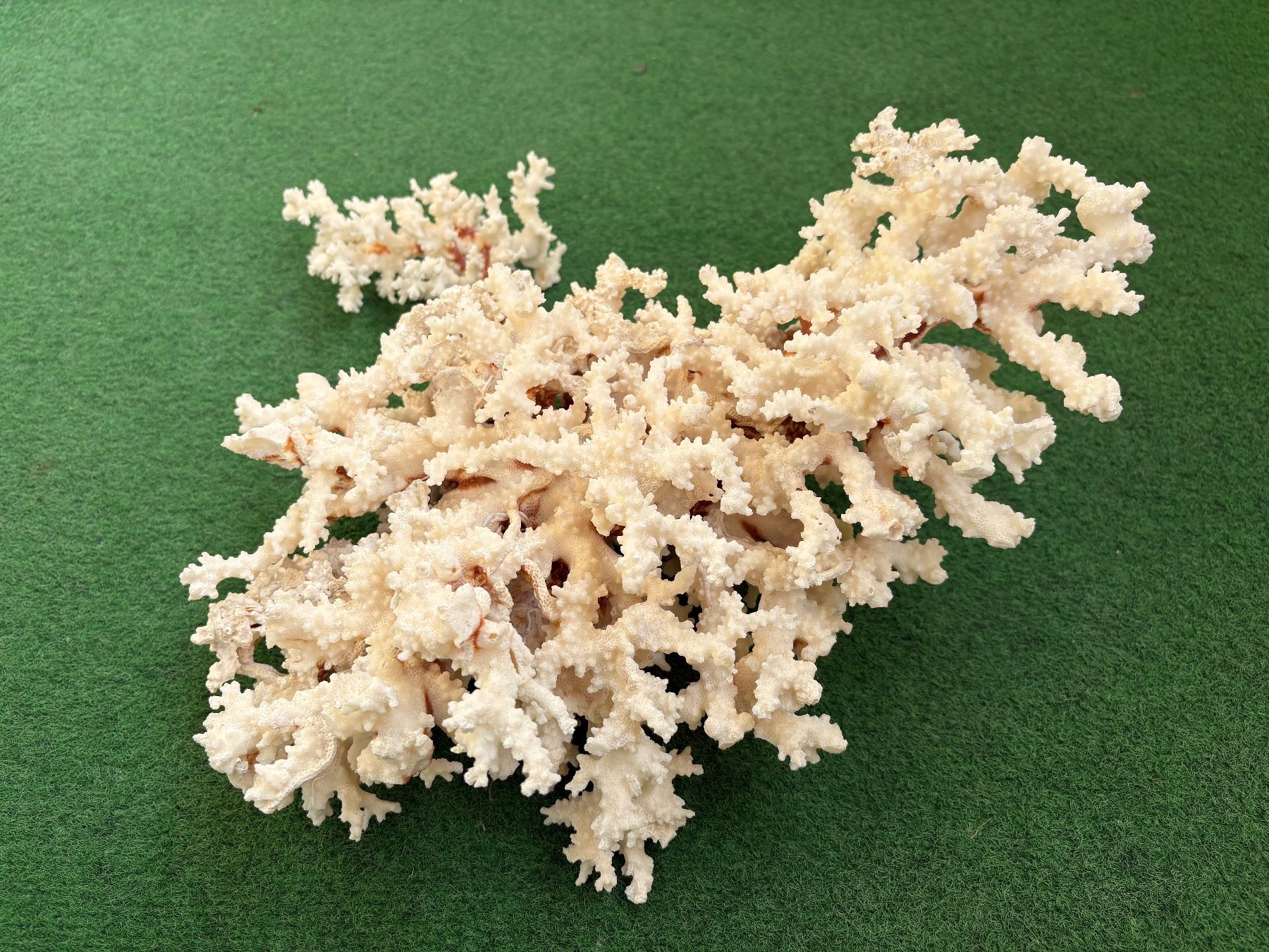 Tutte le decorazioni: Corail blanc – Usato da Bellevue venduto da Fas05 2