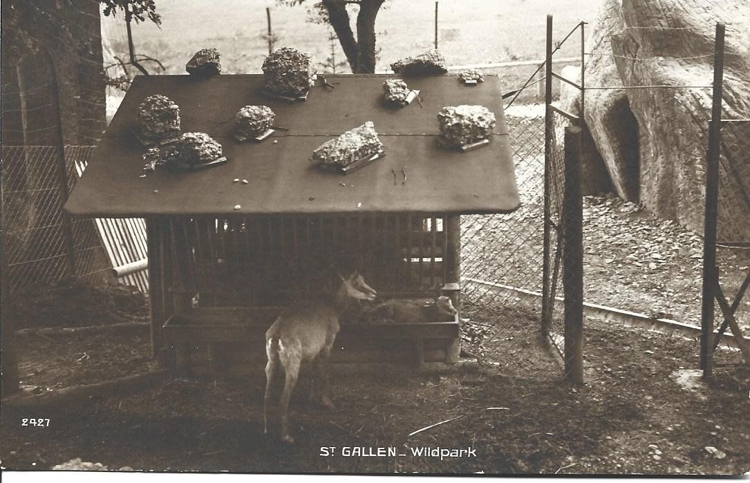 Cartoline postali: AK  St.Gallen Wildpark – Usato da Appenzell venduto da mai25