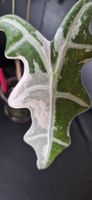 🤩Alocasia Nobilis Pink K-Version Rhizom 