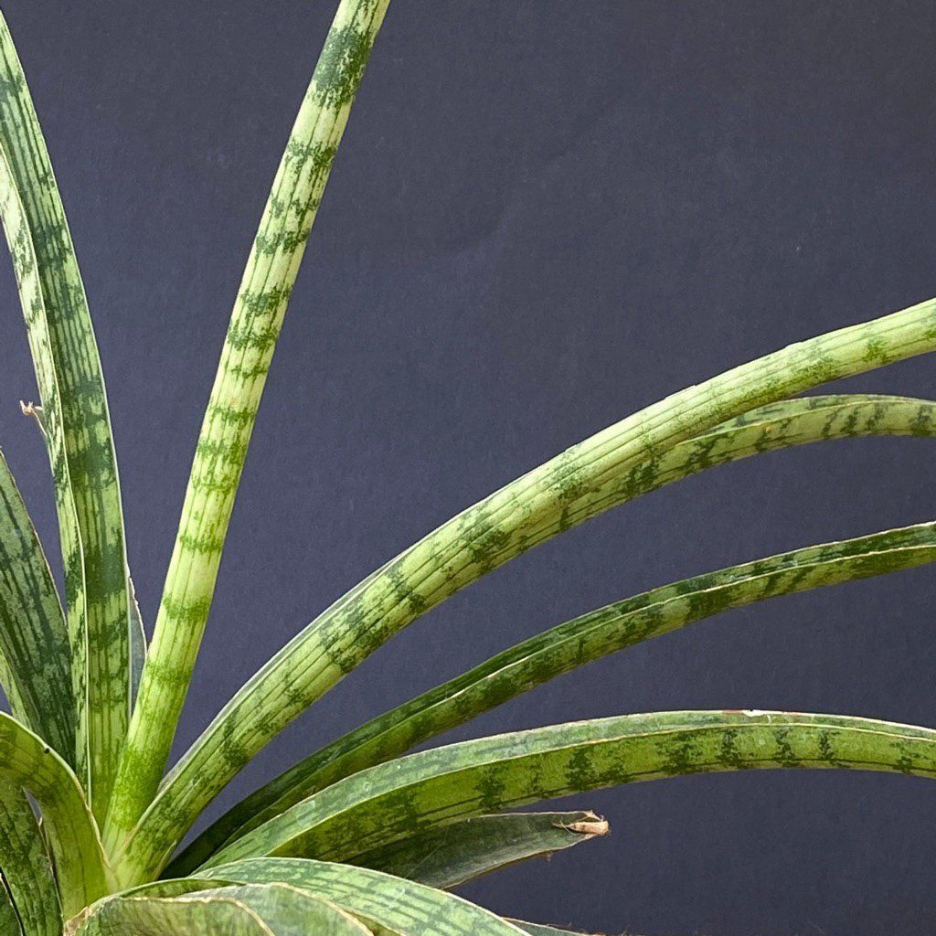 Piante & sementi: Sansevieria Crocodile Rock - 100% Bio-Anzucht – Nuovo e nell'imballaggio originale da Adliswil venduto da astom369 5