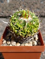 Kakteen, Stenocactus dichroacantus, blühfähig