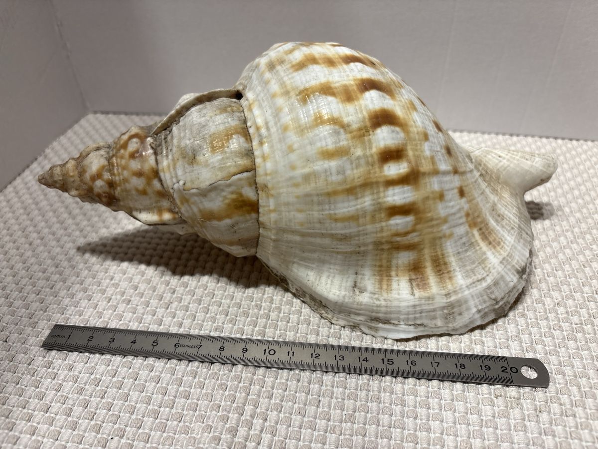 Tutte le decorazioni: Riesen Muschel – Usato da Rümlang venduto da resale35