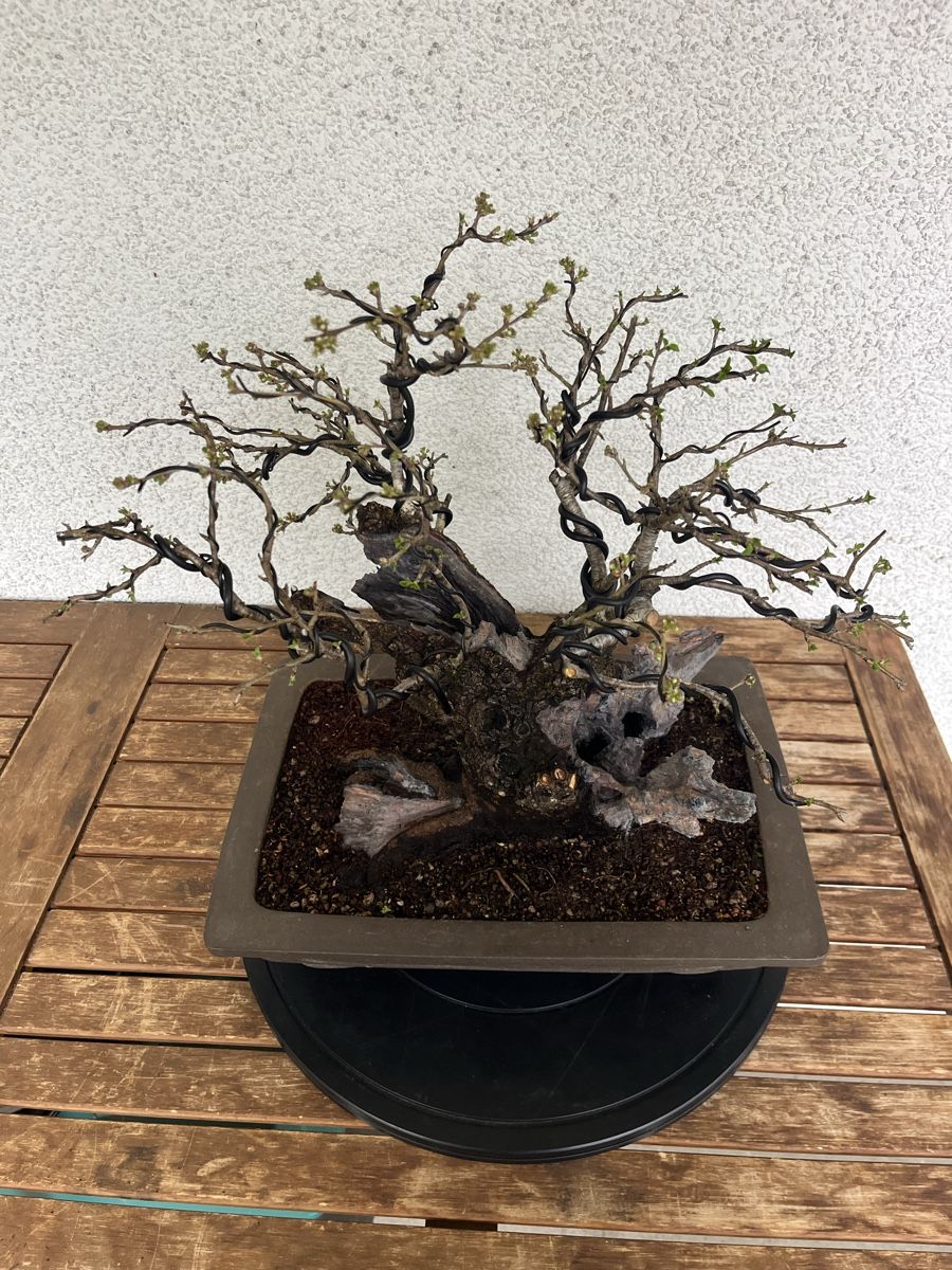 Pflanzen & Samen: Prunus mahaleb  – Neu und originalverpackt aus Hettlingen von BonsaiNaturist.com 9