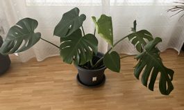 Monstera Deliciosa Pflanze im Topf guter Zustand