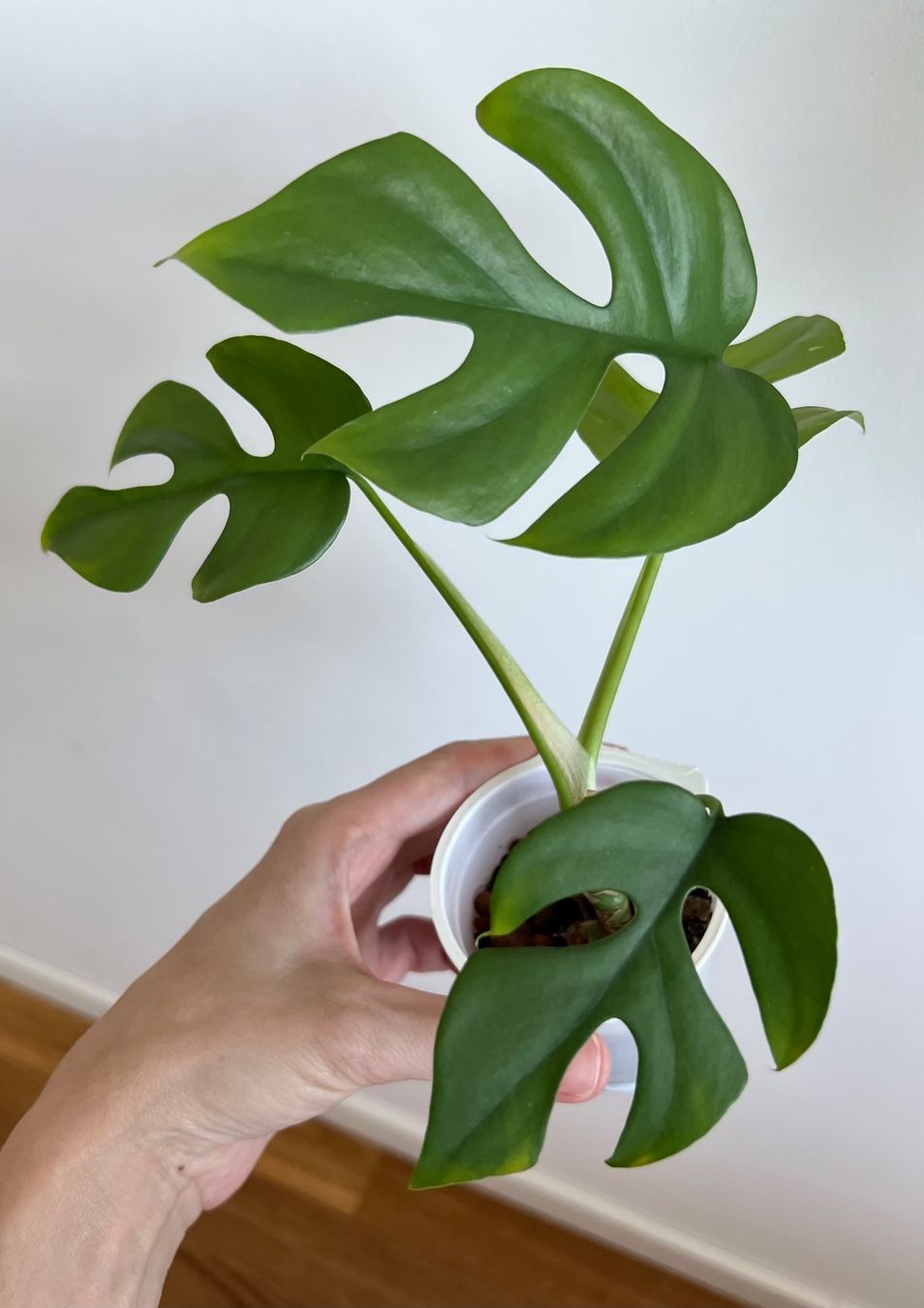 Piante & sementi: Monstera minima💚 – Usato da Glattpark(Opfikon) venduto da ste_n99y 1
