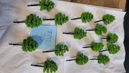 15 très jolis arbres