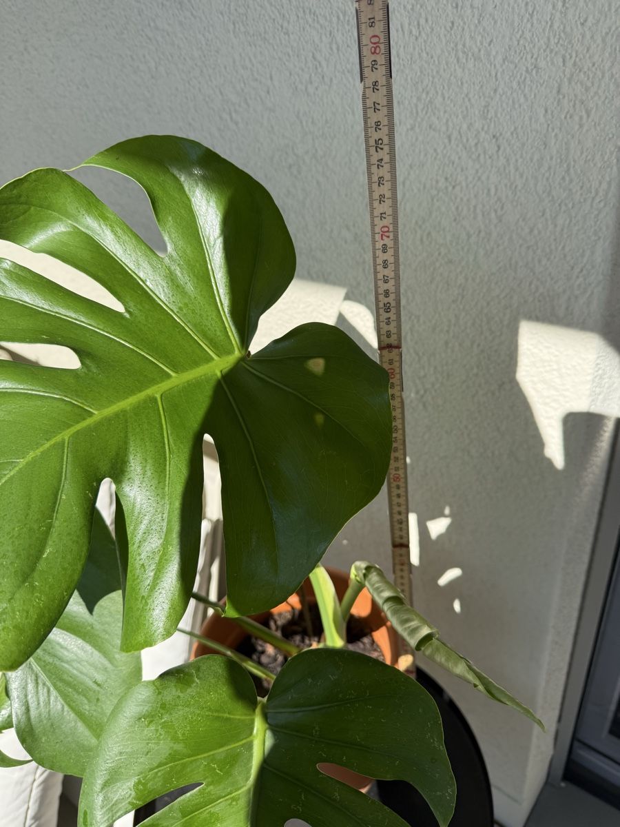 Piante & sementi: Monstera Pflanze Ableger gebraucht – Usato da Menziken venduto da Fluriology 1