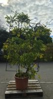 Wunderschöner Blauregen (Wisteria sinensis) – im Spalier