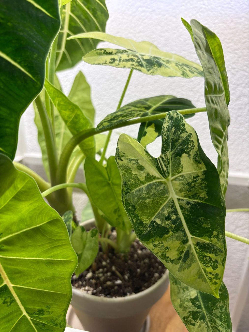 Piante & sementi: Alocasia Micholitziana 'Frydek' – Usato da Bonstetten venduto da sam_jt9j 2