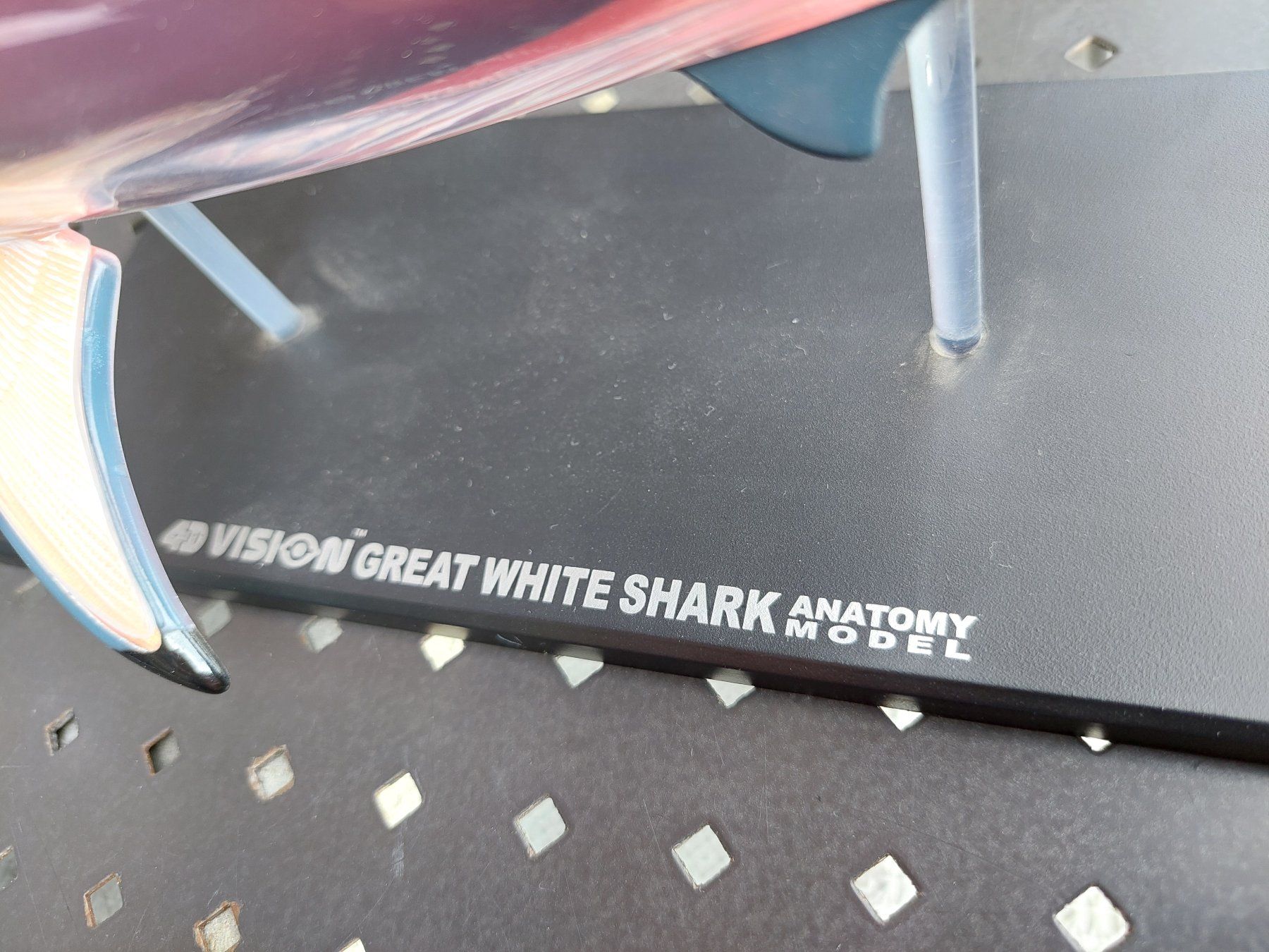 Modellbausätze & Standmodelle: 4D VISION - GREAT WHITE SHARK - ANATOMY MODEL – Gebraucht aus Spiegel b. Bern von  5