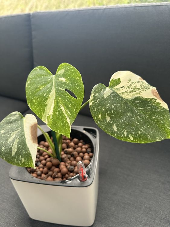philodendron tortum Philodendron Tortum Variegated 5” Exact Plant main image 0
