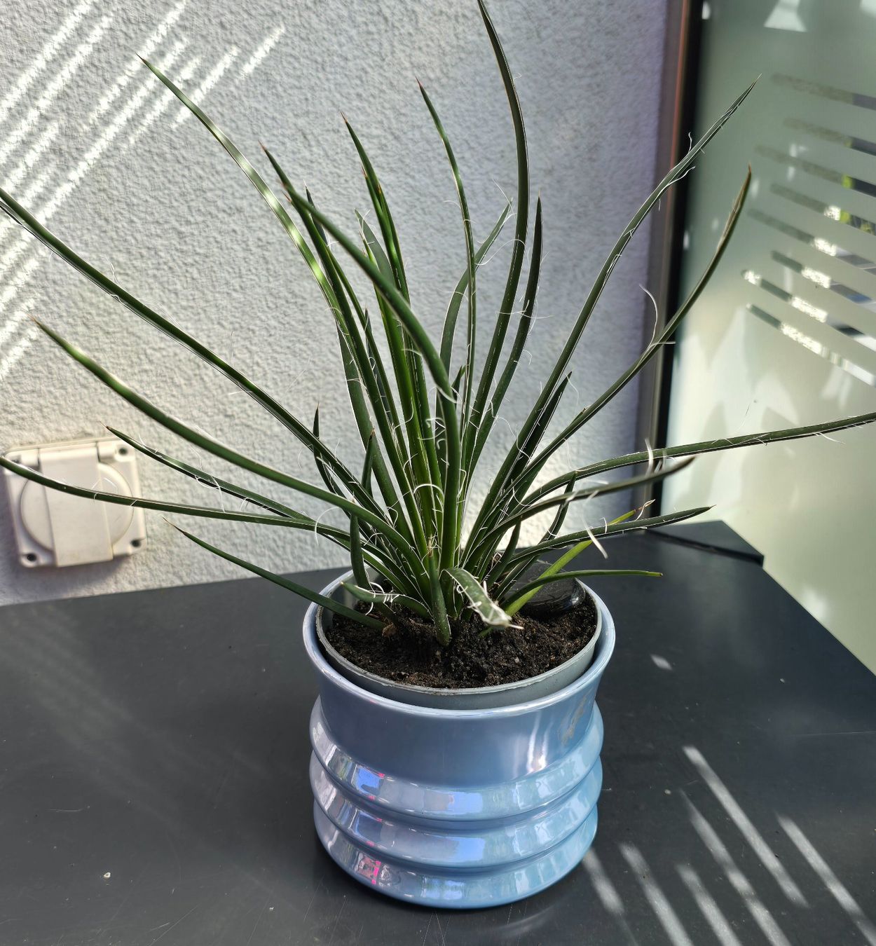 Piante & sementi: Agave multifilifera – Nuovo (secondo la descrizione) da Aarburg venduto da Glitzerschein
