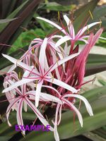 GIANT*CRINUM ASIATICUM LILY*****
