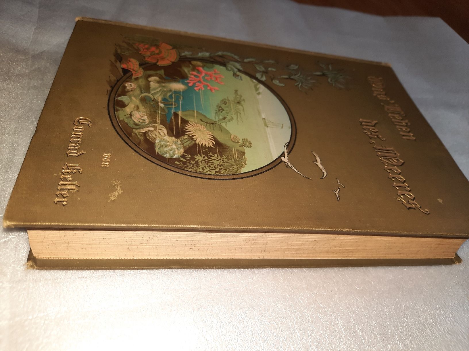 Libri: KELLER, Conrad: Das Leben des Meeres – Usato da Biasca venduto da Old_6blh 7
