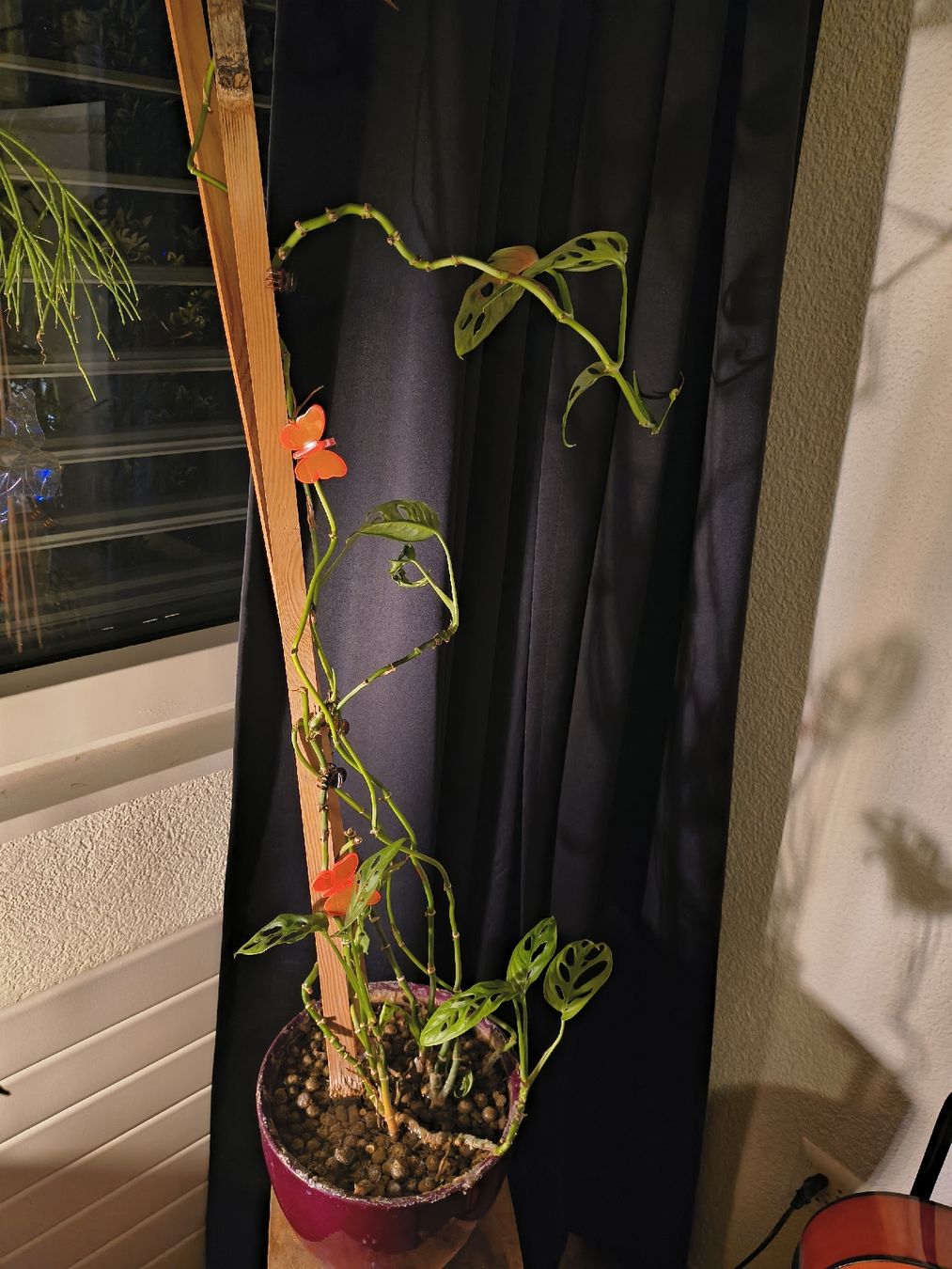 Piante & sementi: Monstera adansonii ab CHF 1.- – Usato da Zürich venduto da laribuechel