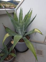 Agave americana  eindrucksvolle grosse Amerikanische Agave
