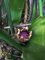 Aspidistra Elatior - bedingt winterharte "Schusterpalme"