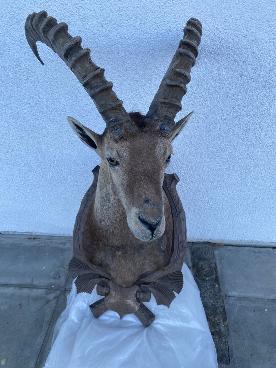 Welt der Tiere: Steinbock – Gebraucht aus Castiel von gamsli1000 4