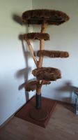 Katzenbaum