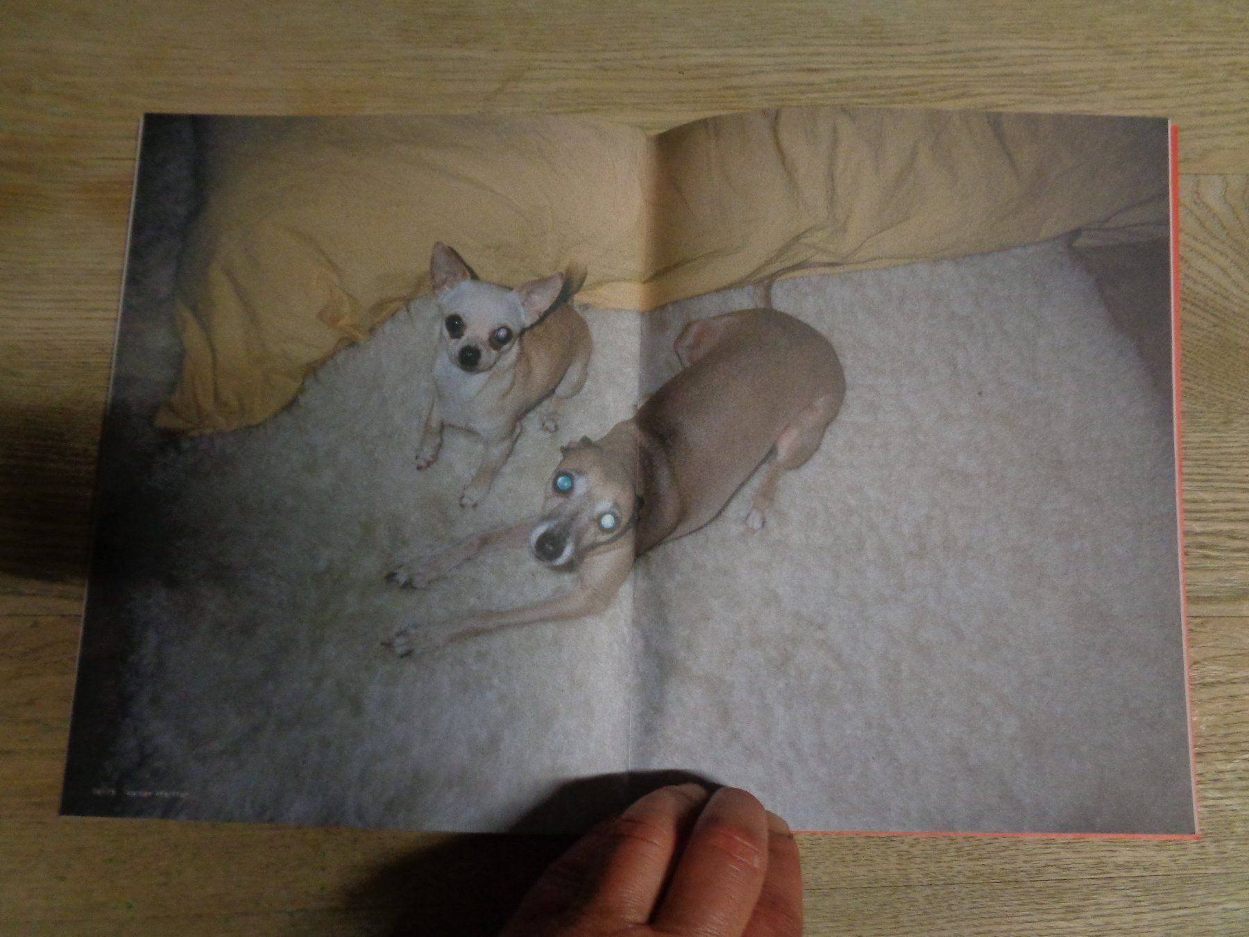 Livres: Dog Hund Walter Pfeiffer – D'occasion à Welschenrohr par Regool 2