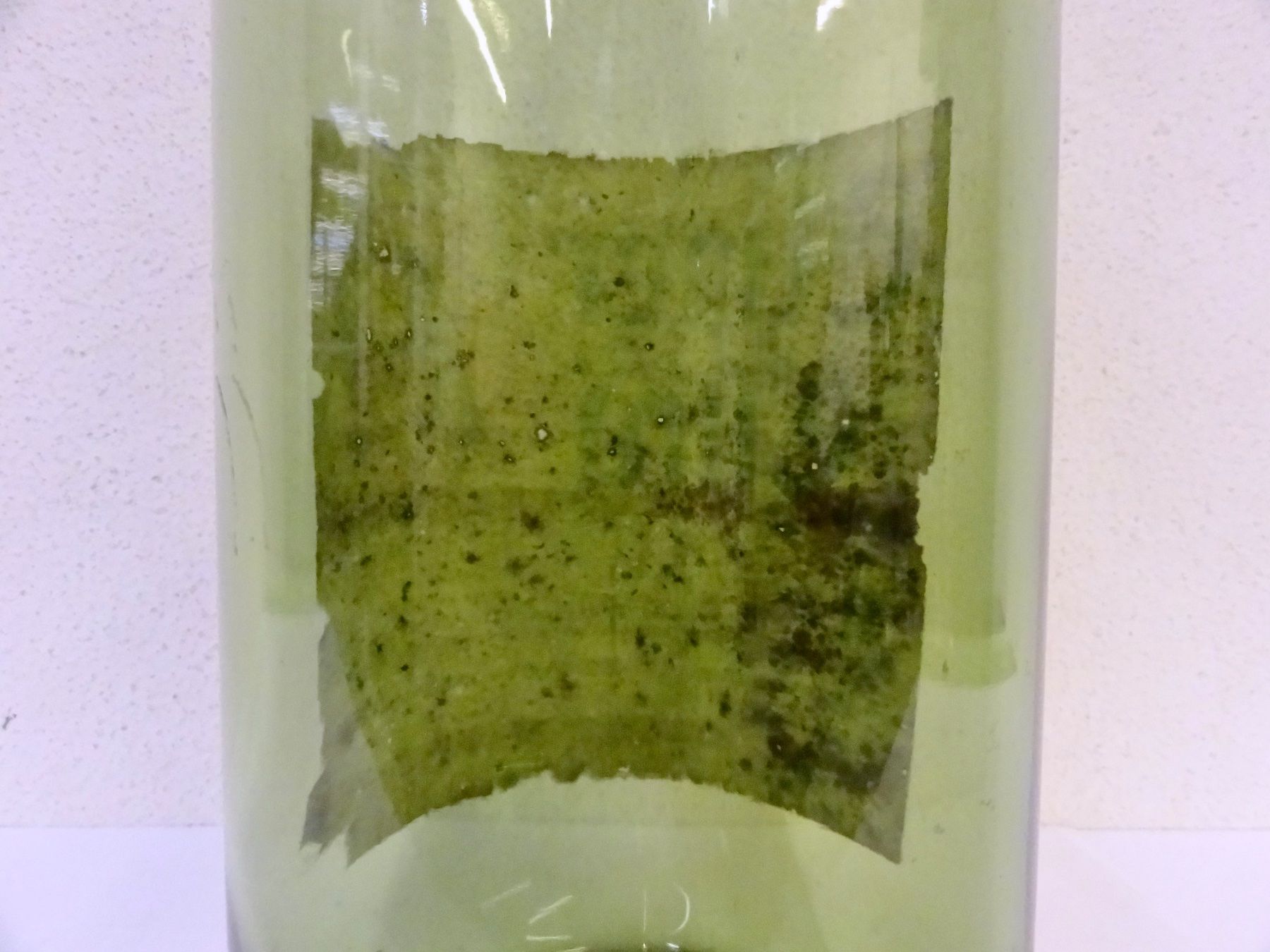 Gläser, Krüge & Flaschen: alte Flasche ELMER CITRO 1955 BÜLACH – Gebraucht aus Kerzers von Flaschenposten 7